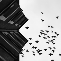 Birds Above