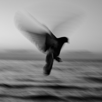 Serene Wings