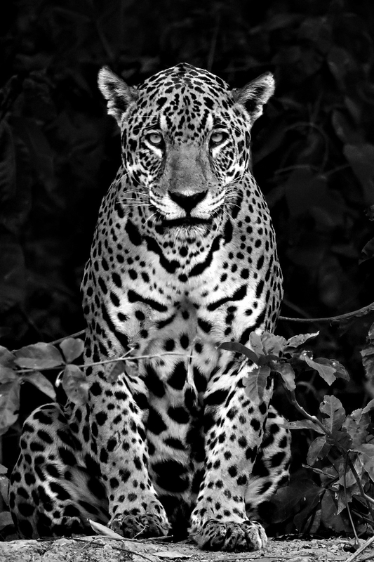 Jaguarete