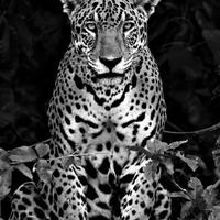 Jaguarete