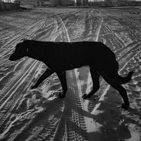 A Dog at Crossroads