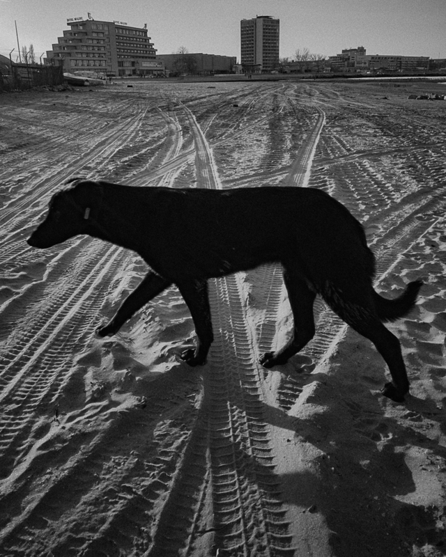 A Dog at Crossroads