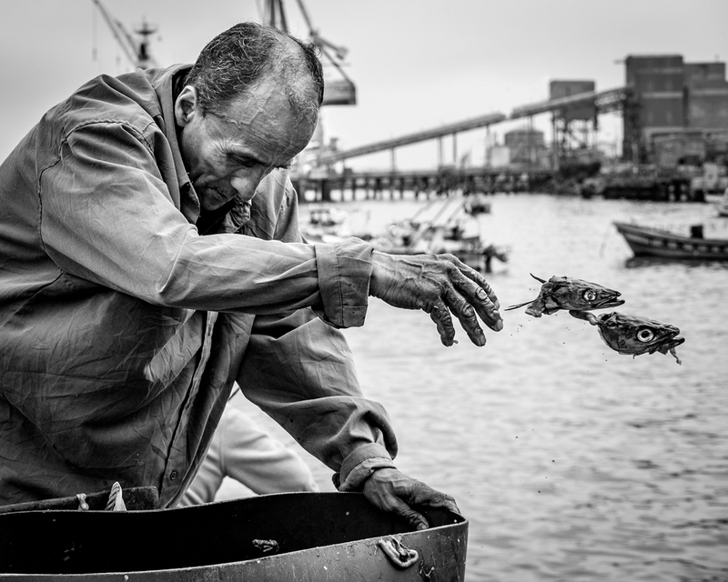Fish heads