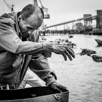 Fish heads
