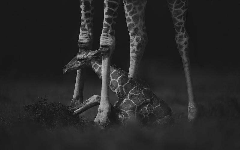 On Wobbly Legs