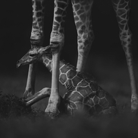 On Wobbly Legs