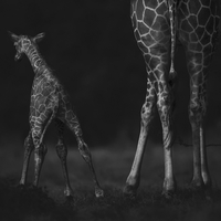 On Wobbly Legs