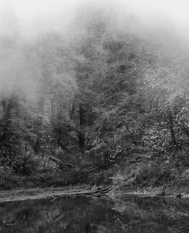 “Whispers in the Fog”