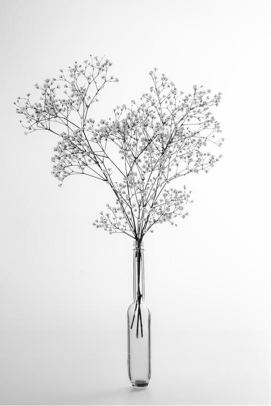 Gypsophila
