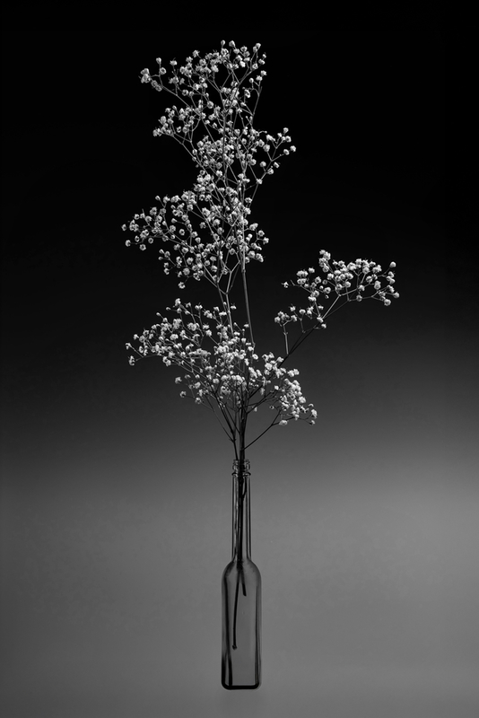 Gypsophila in black