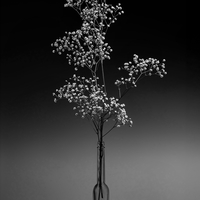 Gypsophila in black