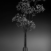 Gypsophila in black