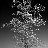Gypsophila in black
