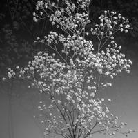 Gypsophila in black