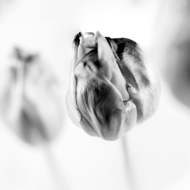 Graceful Tulip