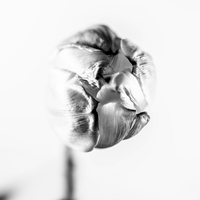 Graceful Tulip