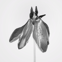 Graceful Tulip
