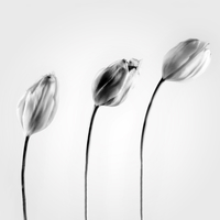 Graceful Tulip