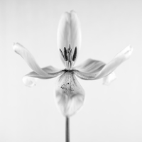 Graceful Tulip