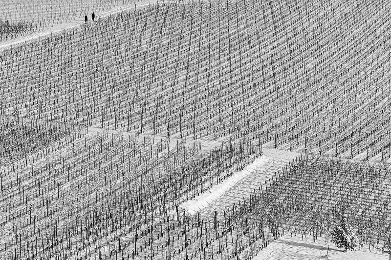 Vineyard in winter