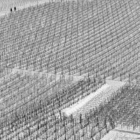 Vineyard in winter