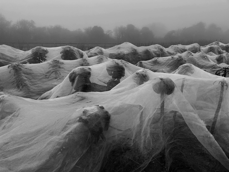 Co Farm Cambridge Cambridgeshire - Covering the winter crops before the final harvest​.
