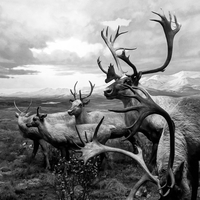 Visioni, in black and white