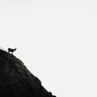 Visioni, in black and white