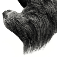Visioni, in black and white