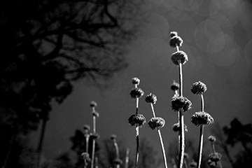 My secret garden