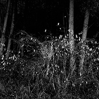My secret garden