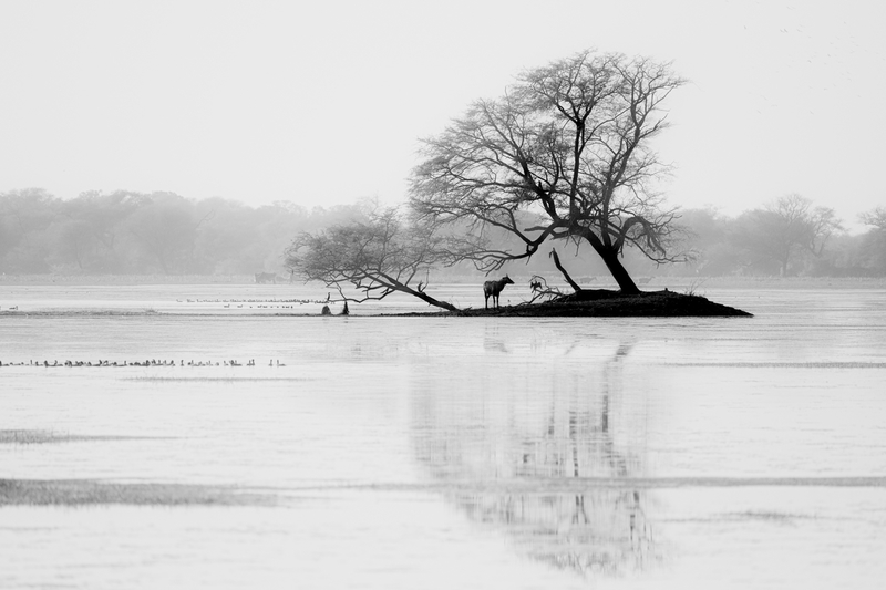 Silent harmony