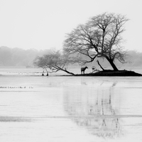 Silent harmony