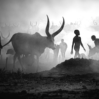 Mundari cattle camp
