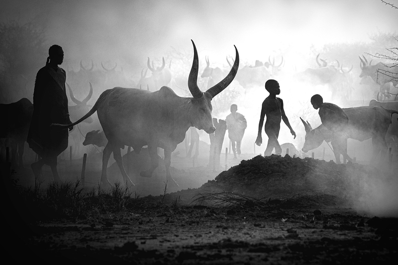 Mundari cattle camp