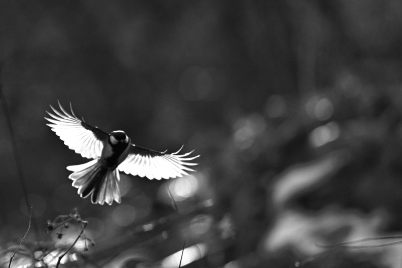 Black bird