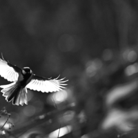 Black bird