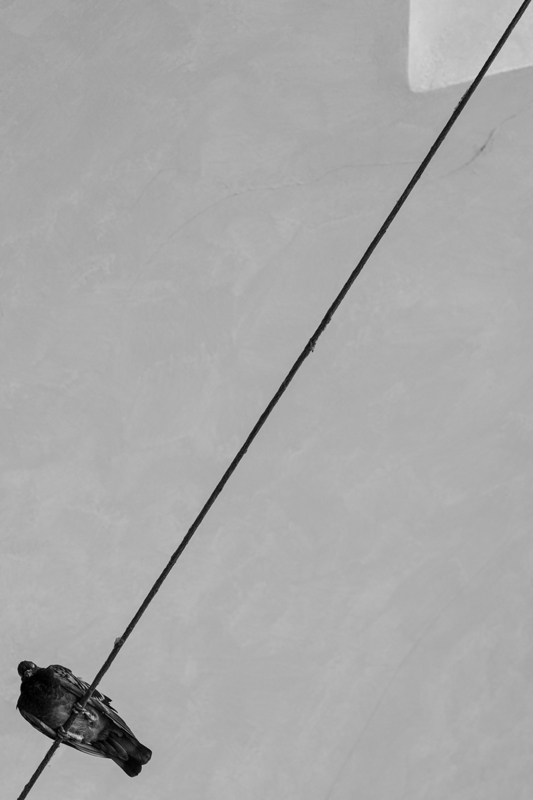The adventures of a pigeon and its triangle