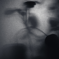 Shadow of a plant