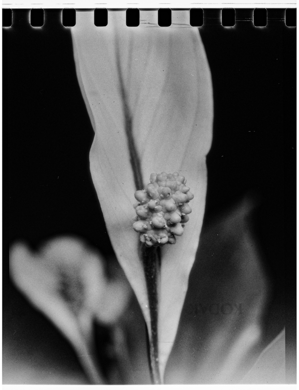 Spathiphyllum
