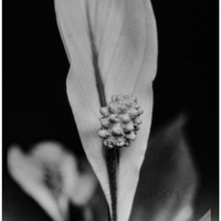 Spathiphyllum