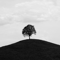 Lonesome tree