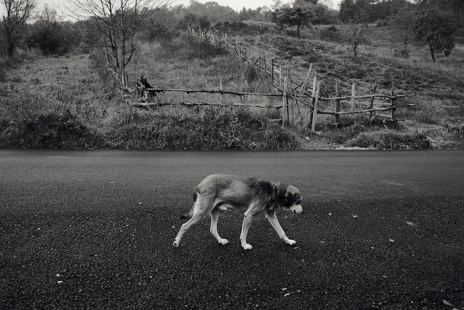 Le Soliloque d'un Chien à la Campagne