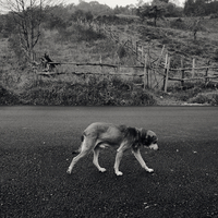 Le Soliloque d'un Chien à la Campagne