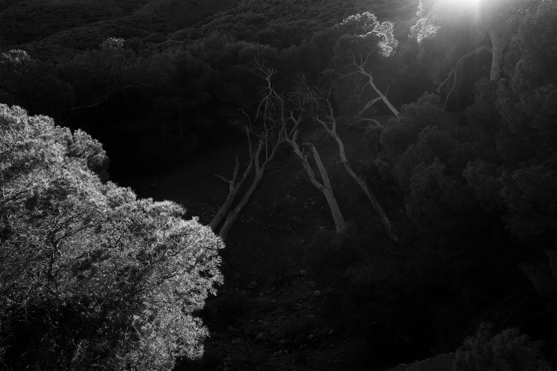 Forest awakening