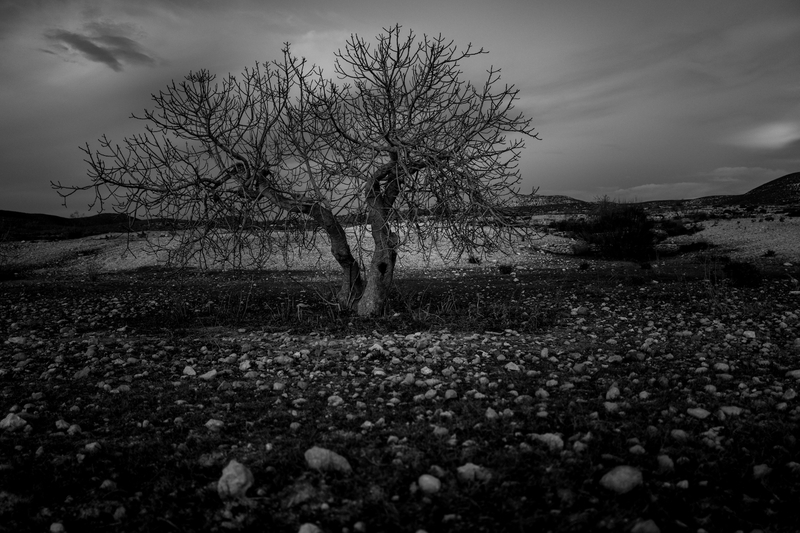 Stone tree 