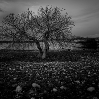 Stone tree 