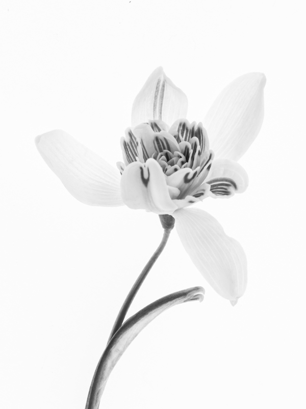 Snowdrop