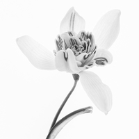 Snowdrop