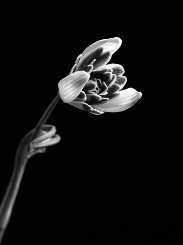 Snowdrop portraits